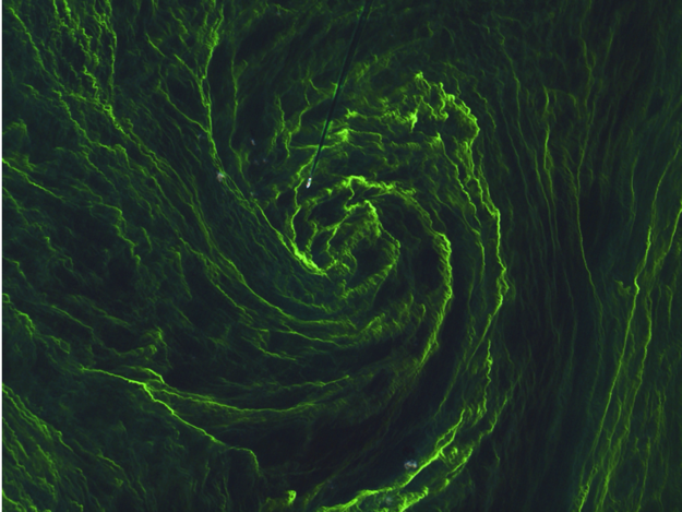 Eiropas Kosmosa aģentūras satelīts fiksējis aļģu ziedēšanas tornado Baltijas jūrā, 2015.gada augusts. Attēls: EKA