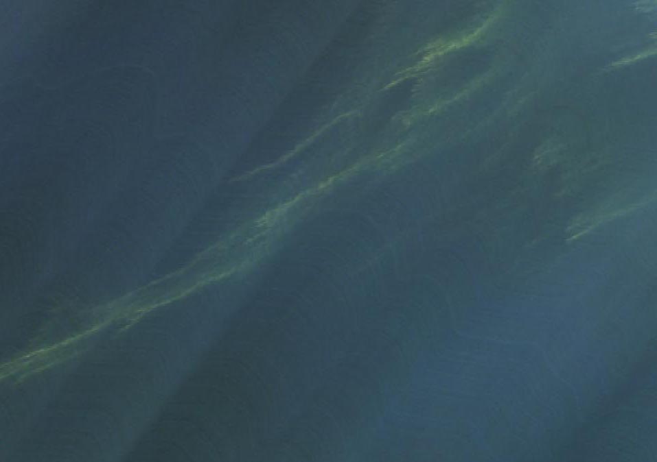 Aļģu ziedēšana Baltijas jūrā augstas izšķirtspējas hiperspektrālajā attēlā. Attēls: VRI