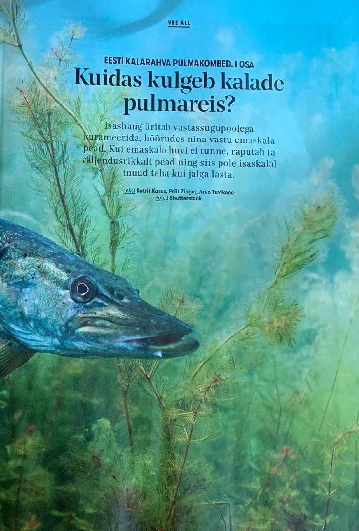 Klikšķini uz attēla un aplūko Vides risinājumu institūta ezeru ekosistēmu pētījuma rakstu igauņu populārzinātniskā žurnāla “Zivis! Dabā” (“Kalale! Looduses”) aprīļa izdevumā (raksts igauņu valodā.
