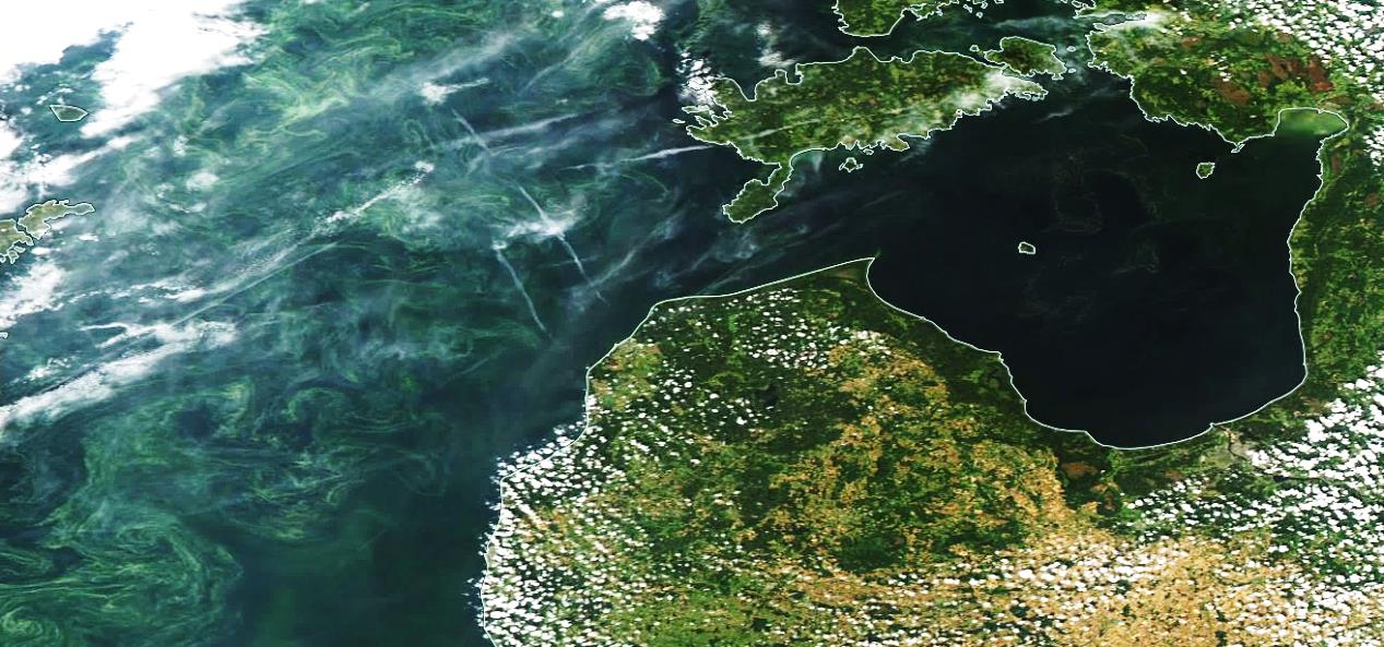 Aļģu ziedēšana Baltijas jūrā MODIS satelīta attēlā, 2015.gada 11.agusts.