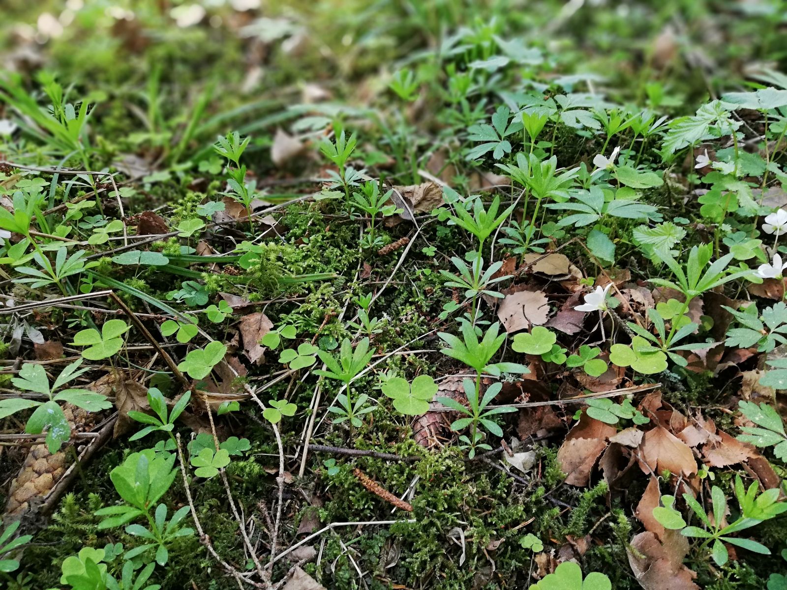 Smaržīgā madara (Galium odoratum), viens no deviņiem ārstniecības un aromātiskajiem augiem, kuru VRI pētnieki pielāgos audzēšanai bioloģiskās lauksaimniecības apstākļos. Attēls: Vides risinājumu institūts. 