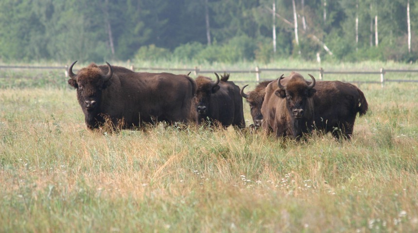 Sumbri (Bison bonasus (L.)) Dabas parka "Pape" apkārtnē. Foto: Pasaules Dabas Fonds